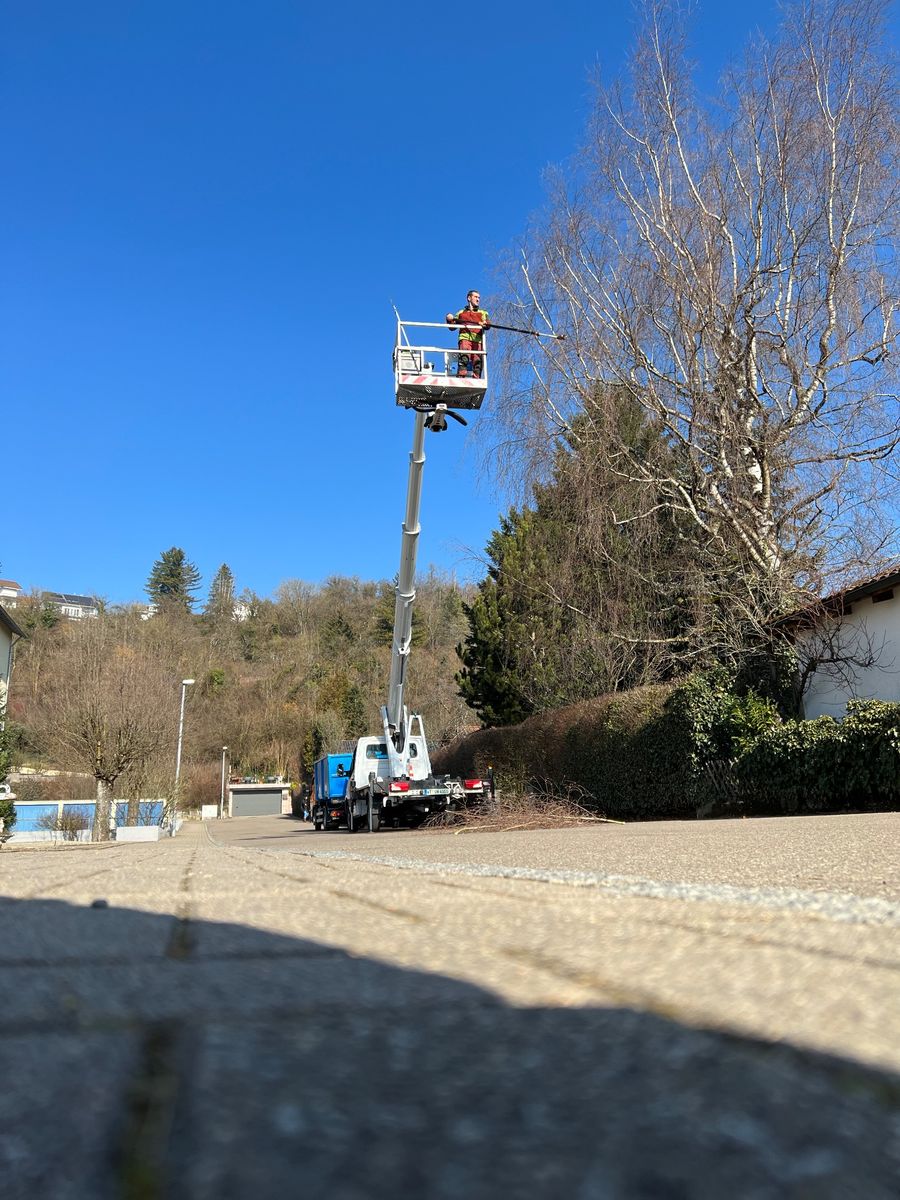 Hubarbeitsbühne mit Arbeiter in der Höhe neben einem Baum