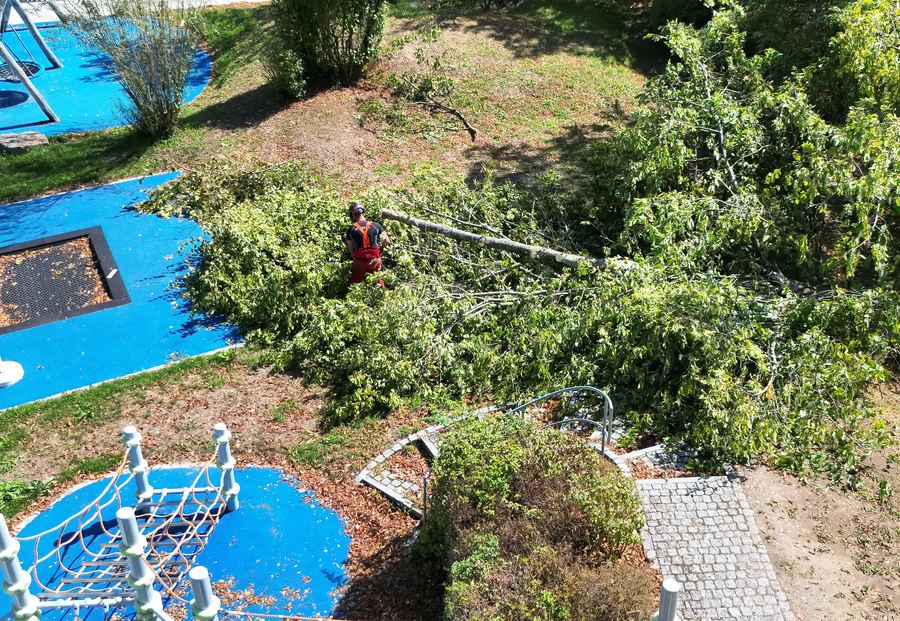 Baumfällung von oben: ein gefällter Baum liegt zwischen Sträuchern, daneben eine Person bei der Arbeit