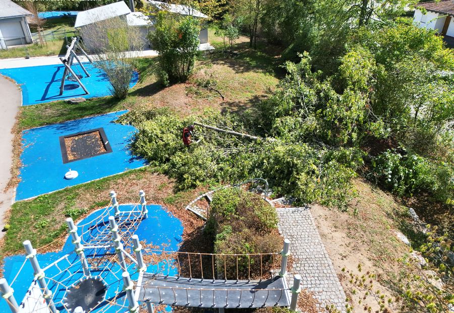 Gefällter Baum zwischen Sträuchern, von oben aufgenommen
