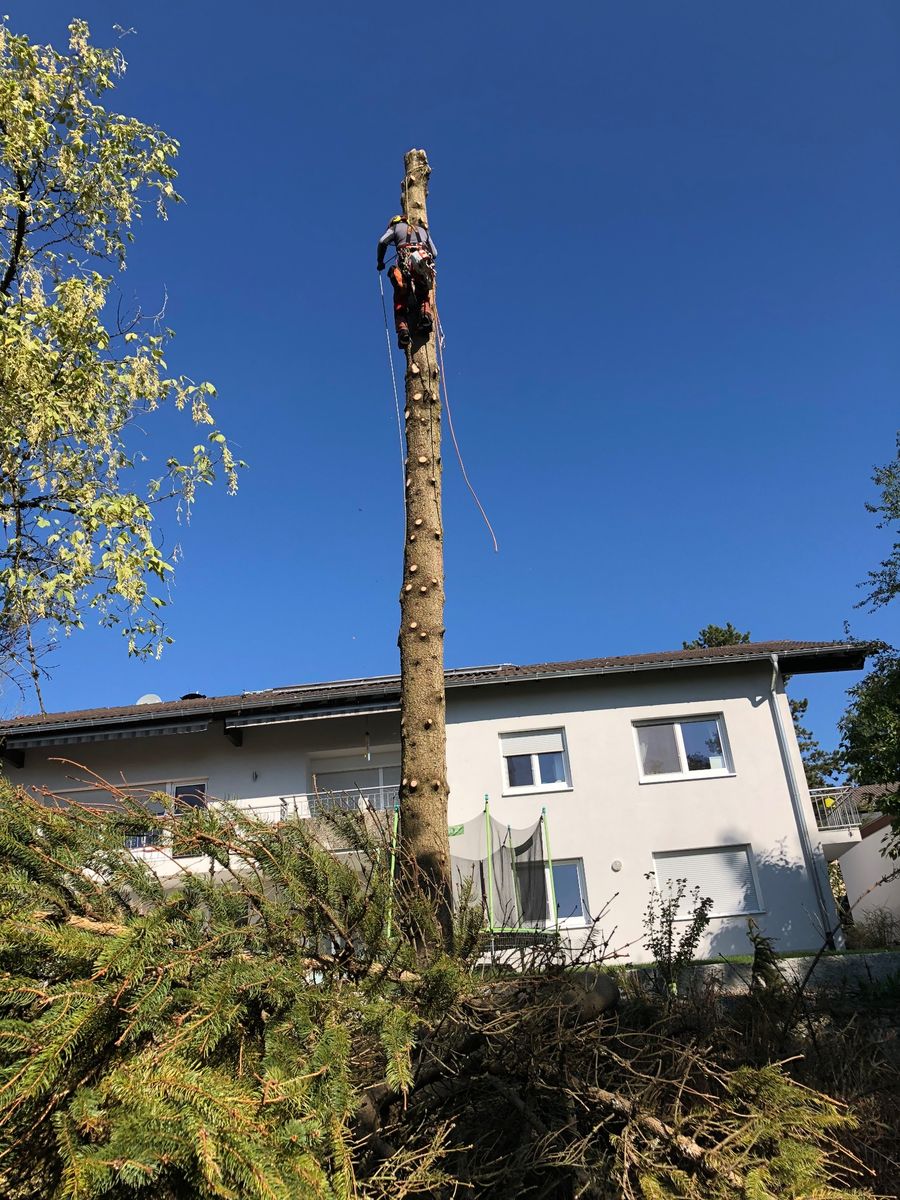 Baumkletterer am Stamm eines Baums vor blauem Himmel