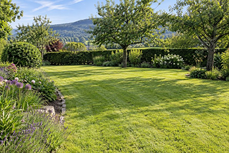 Großer Garten mit frisch gemähtem Rasen, Hecke und Obstbäumen