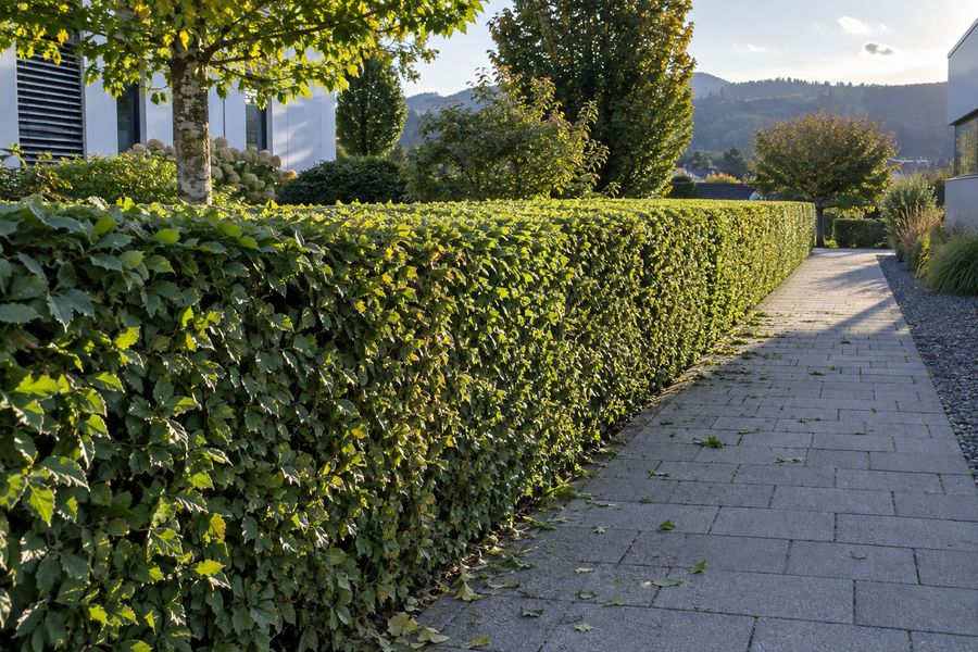 Frisch und exakt geschnittene Hecke entlang eines gepflasterten Gehwegs